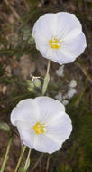 Imagem de Linum lewisii Pursh