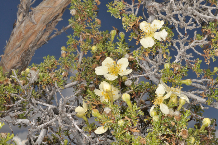 Image of <i>Purshia tridentata</i> var. <i>glandulosa</i>