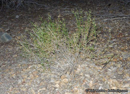 Plancia ëd Galium johnstonii Dempster & Stebbins