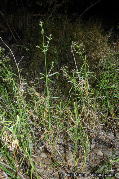 Plancia ëd Galium johnstonii Dempster & Stebbins