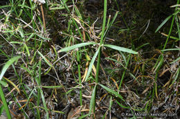 Plancia ëd Galium johnstonii Dempster & Stebbins