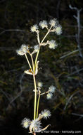 Plancia ëd Galium johnstonii Dempster & Stebbins