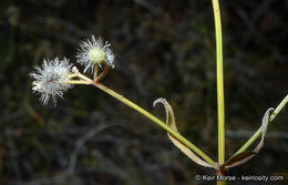 Plancia ëd Galium johnstonii Dempster & Stebbins