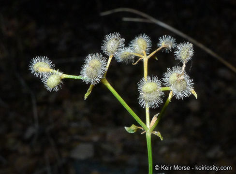 Plancia ëd Galium johnstonii Dempster & Stebbins