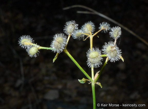 Plancia ëd Galium johnstonii Dempster & Stebbins