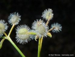 Plancia ëd Galium johnstonii Dempster & Stebbins