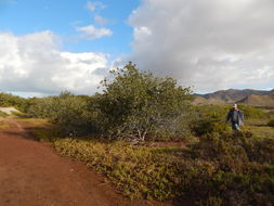 Image of Black Mangrove