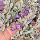 Image of Thompson's beardtongue