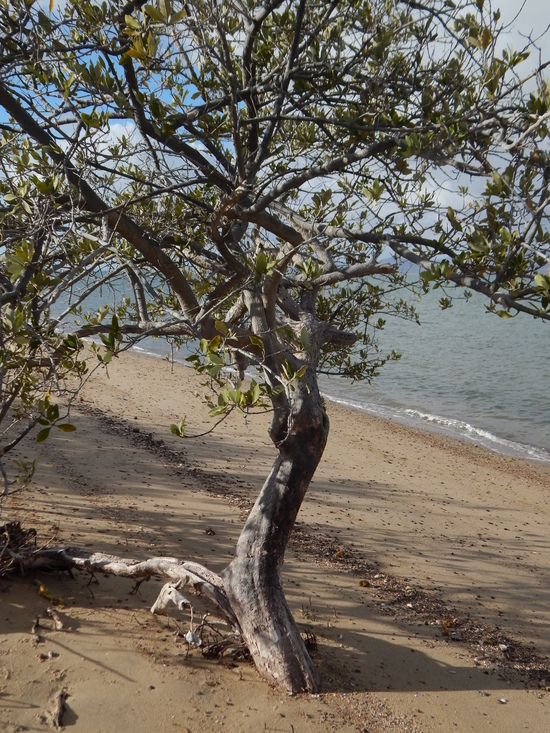 Image of Black Mangrove