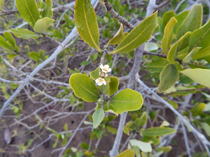 Image of Black Mangrove