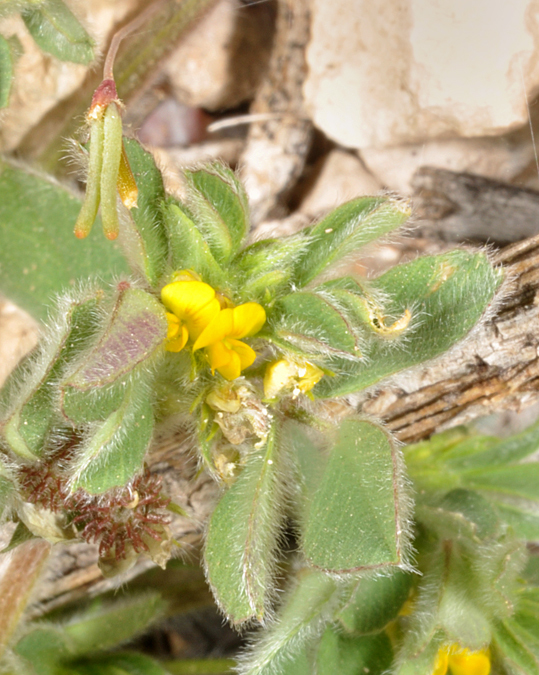 Image of foothill deervetch