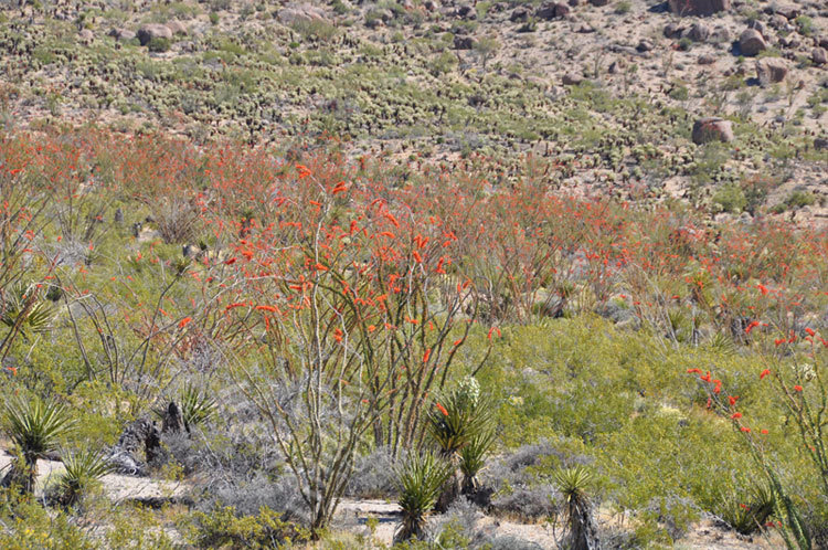 Image of ocotillo