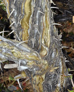 Image of ocotillo