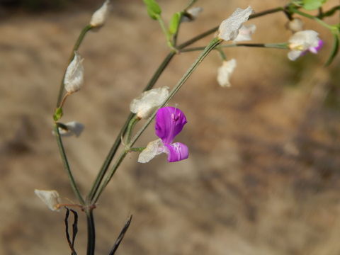 Image of Arizona foldwing