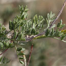 Psorothamnus arborescens var. minutifolius (Parish) Barneby的圖片