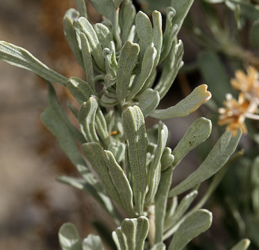 Image of big sagebrush