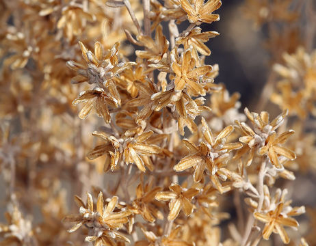 Imagem de Artemisia tridentata (Nutt.) W. A. Weber