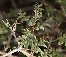 Image of desert snowberry