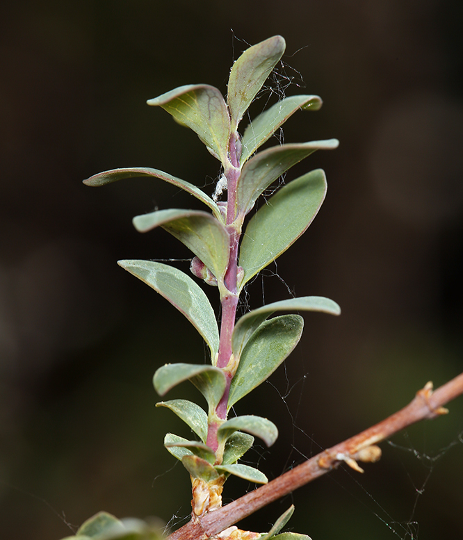 Image of desert snowberry