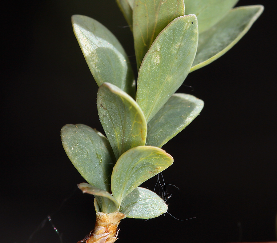 Image of desert snowberry