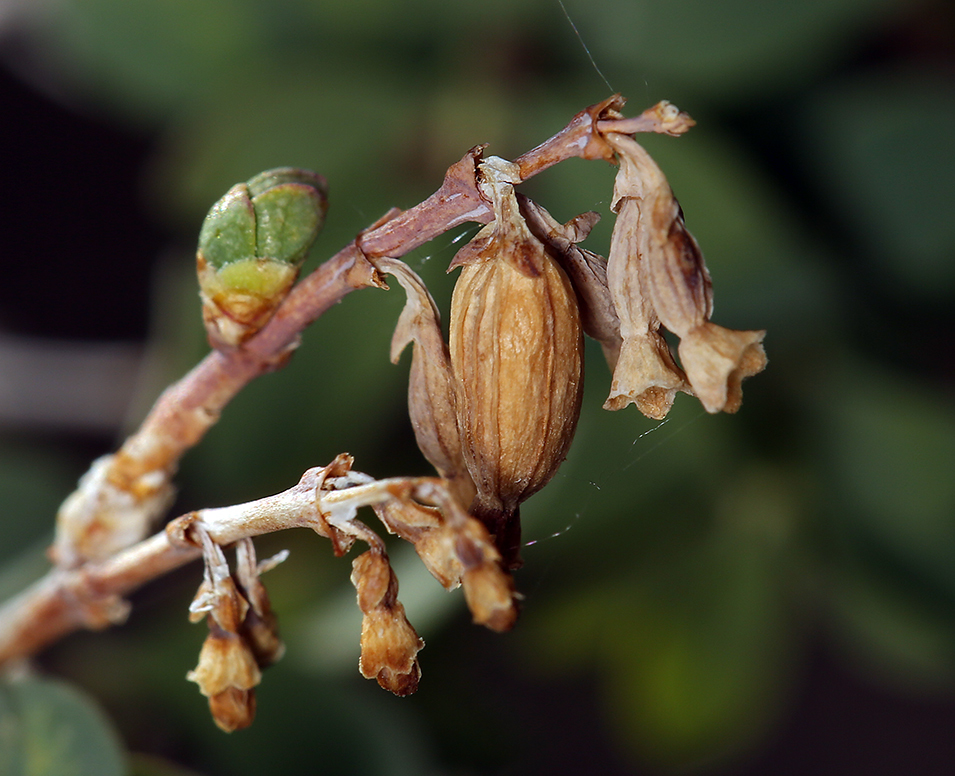 Image of desert snowberry