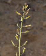 Plancia ëd Caulanthus glaucus S. Watson