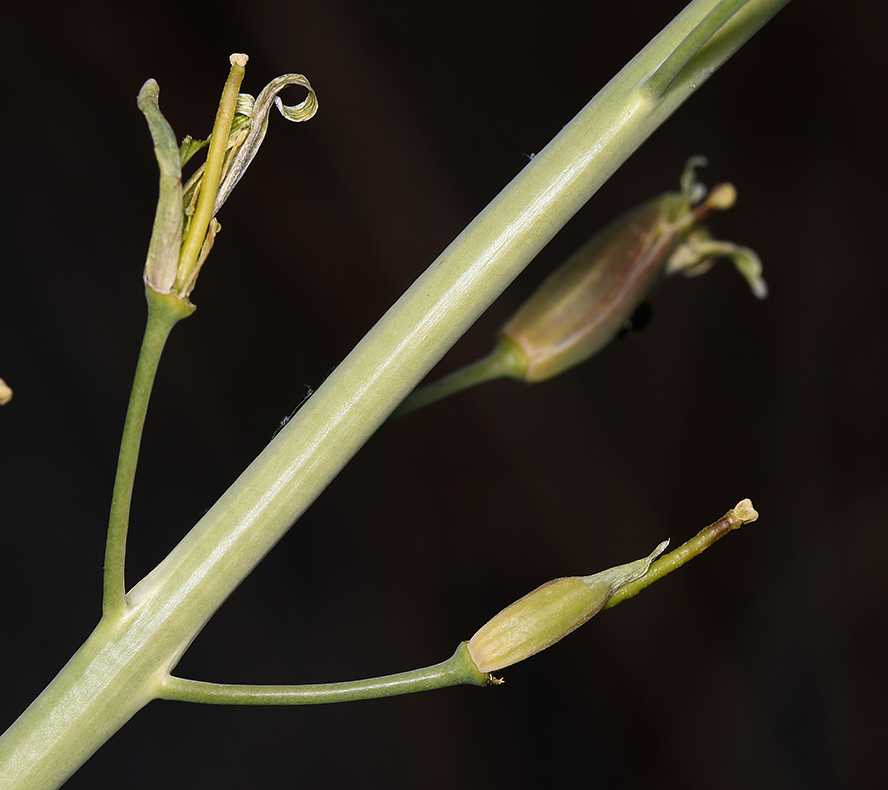 Plancia ëd Caulanthus glaucus S. Watson