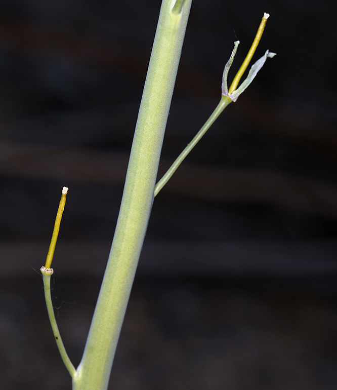 Plancia ëd Caulanthus glaucus S. Watson