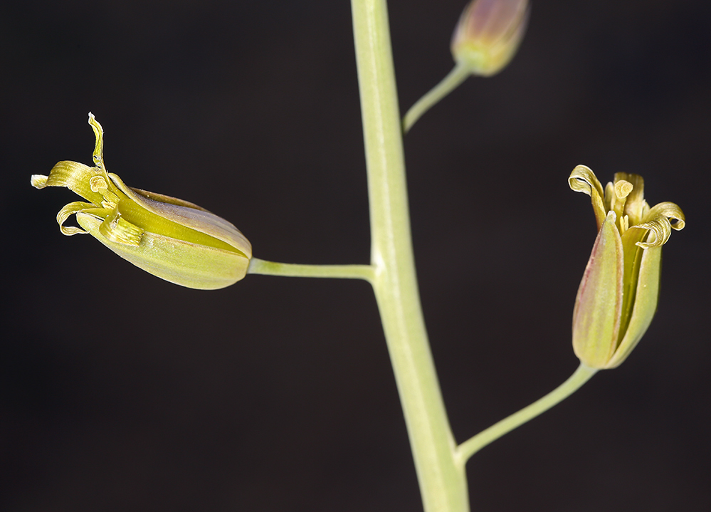 Plancia ëd Caulanthus glaucus S. Watson