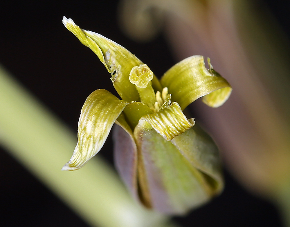 Plancia ëd Caulanthus glaucus S. Watson