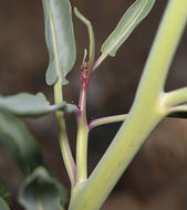 Plancia ëd Caulanthus glaucus S. Watson