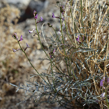 Image de Astragalus casei A. Gray