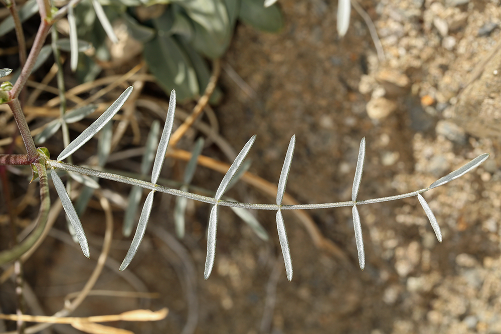 Imagem de Astragalus casei A. Gray