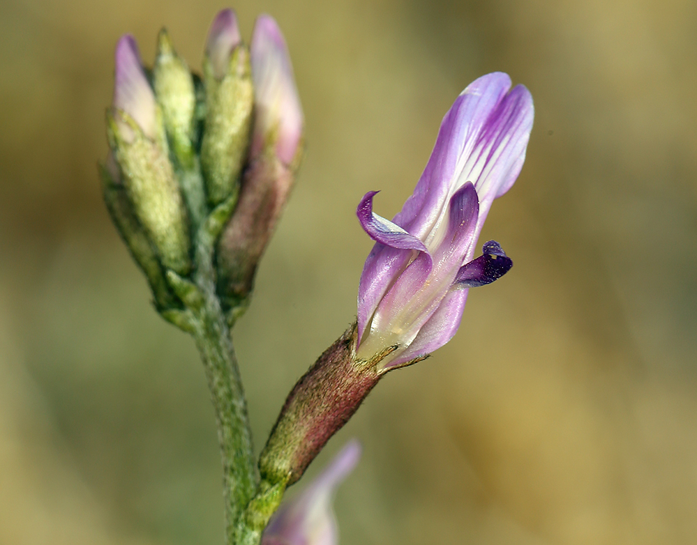 Imagem de Astragalus casei A. Gray