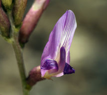 Imagem de Astragalus casei A. Gray