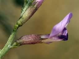 Imagem de Astragalus casei A. Gray