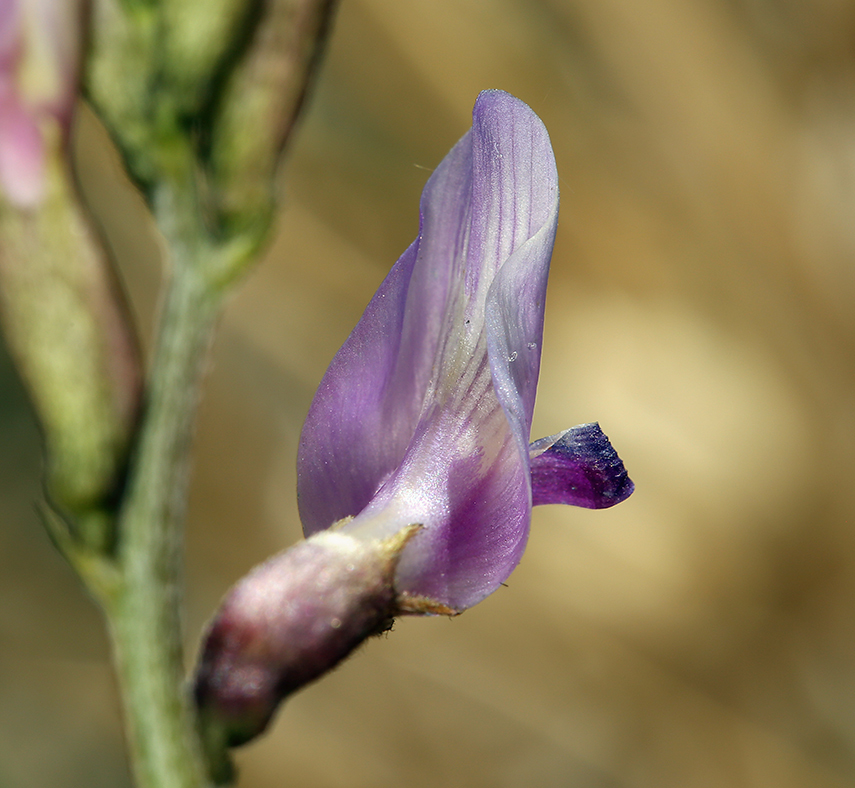 Imagem de Astragalus casei A. Gray