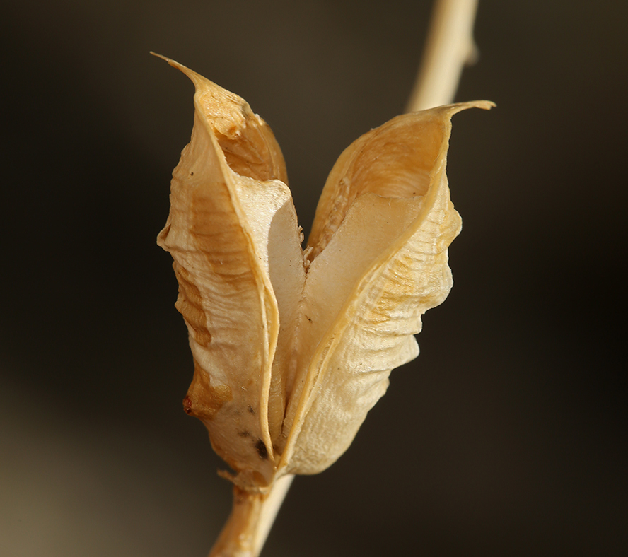 Imagem de Astragalus casei A. Gray