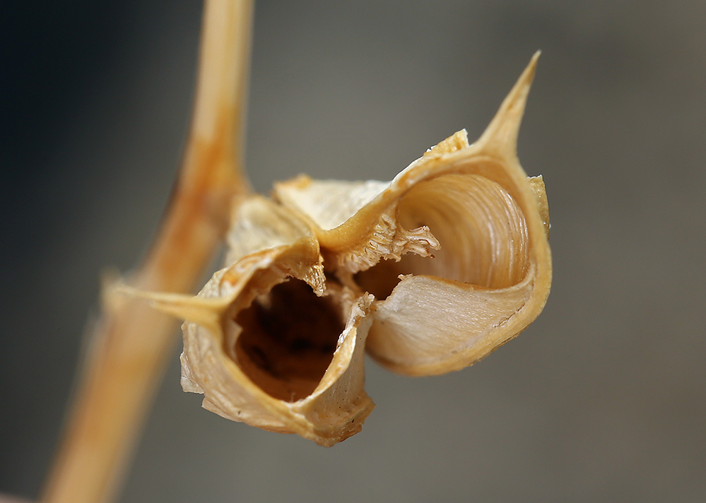 Imagem de Astragalus casei A. Gray