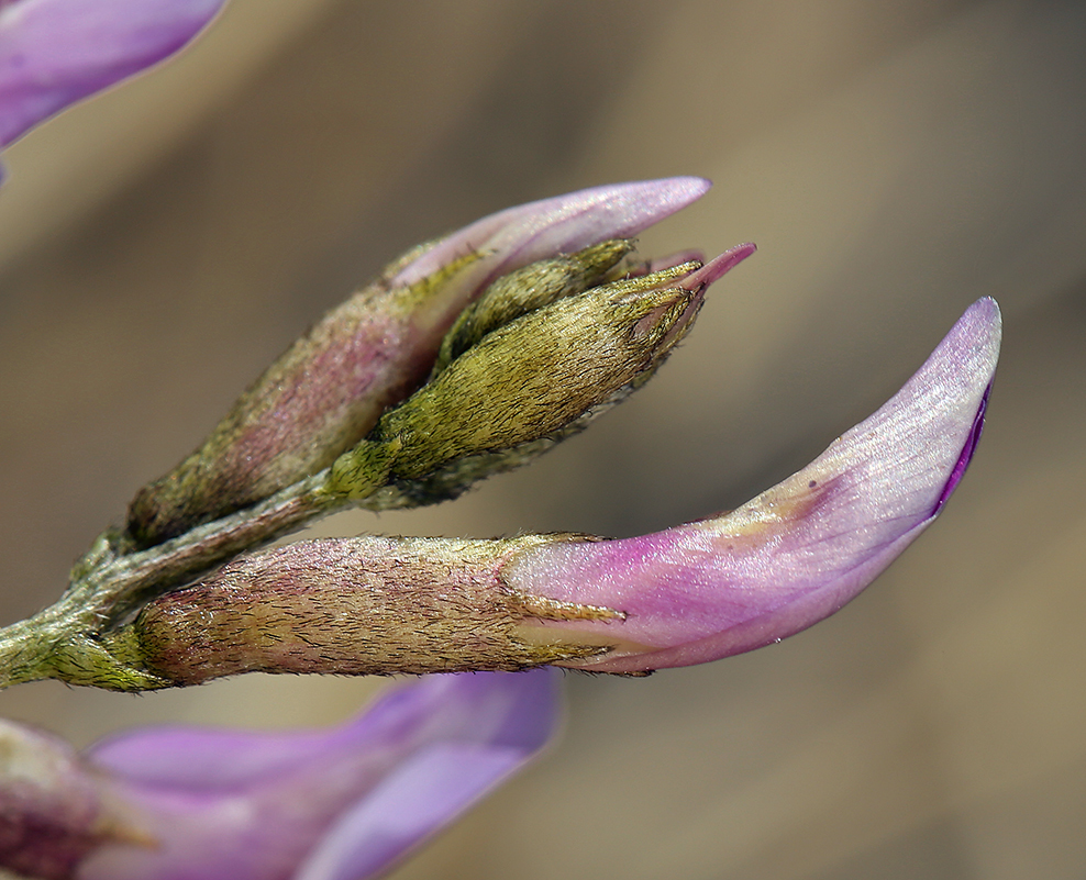 Imagem de Astragalus casei A. Gray