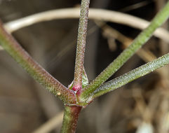 Imagem de Astragalus casei A. Gray