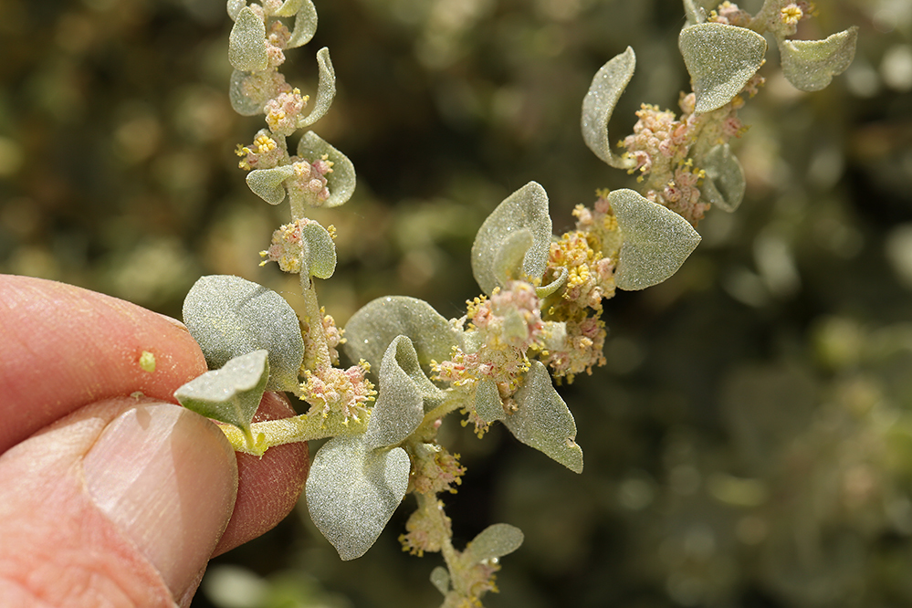 Image of shadscale saltbush