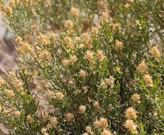 Image of green rabbitbrush