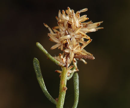 Image of green rabbitbrush