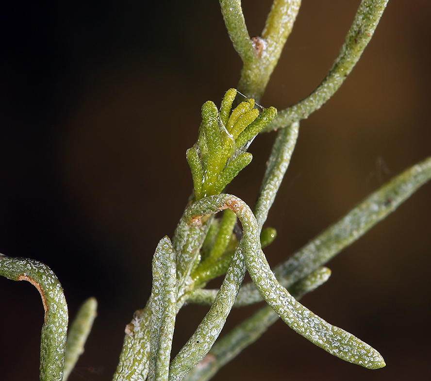 Image of green rabbitbrush