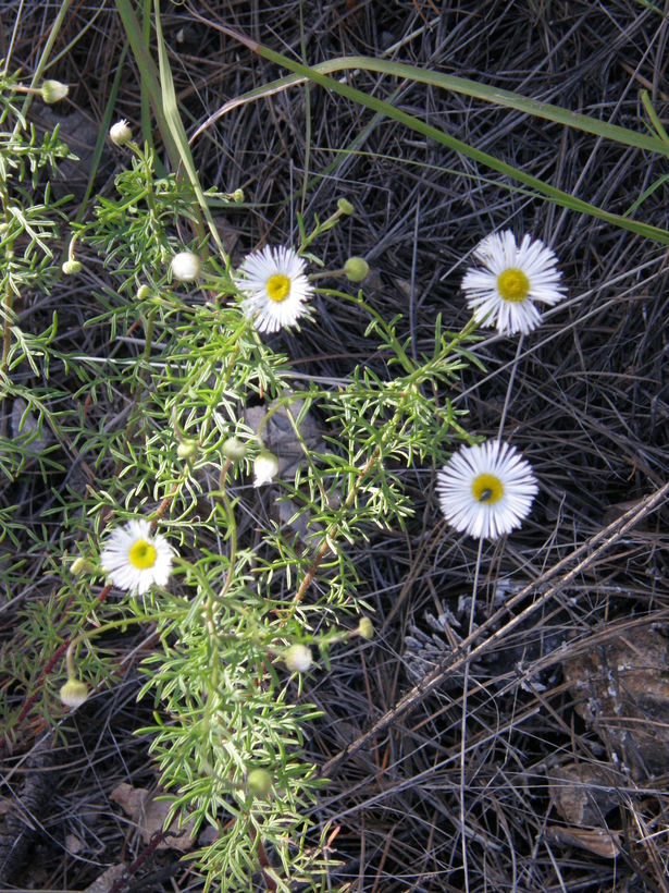 Слика од Erigeron neomexicanus A. Gray