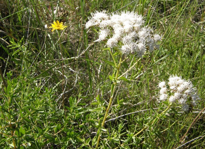 صورة Ageratina hyssopina (A. Gray) R. King & H. Rob.