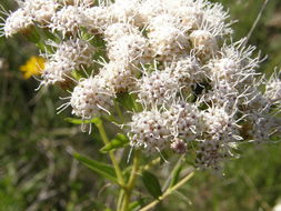 صورة Ageratina hyssopina (A. Gray) R. King & H. Rob.