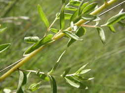 صورة Ageratina hyssopina (A. Gray) R. King & H. Rob.