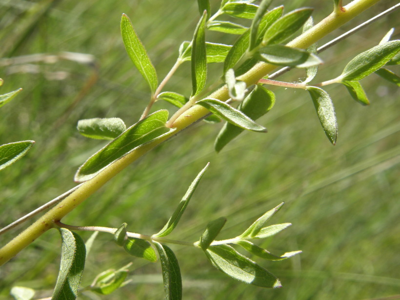 صورة Ageratina hyssopina (A. Gray) R. King & H. Rob.